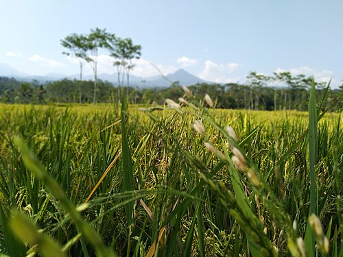 Kabupaten Batang, Jawa Tengah